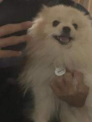 Lost Male Dog last seen Near n main st mcallen, McAllen, TX 78501