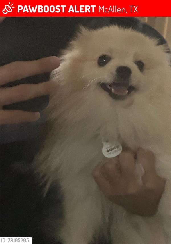 Lost Male Dog last seen Near n main st mcallen, McAllen, TX 78501