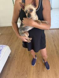 Lost Female Dog last seen Pontenova & Shadybend in Hscienda Heights, Hacienda Heights, CA 91745