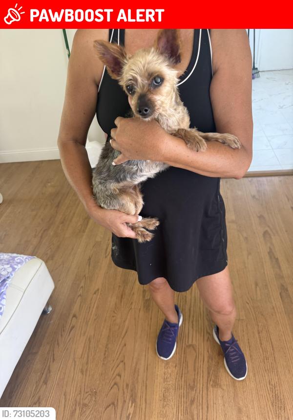Lost Female Dog last seen Pontenova & Shadybend in Hscienda Heights, Hacienda Heights, CA 91745
