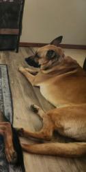 Reunited Female Dog last seen Behind Warren Theather, Moore, OK 73160