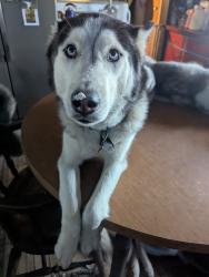 Lost Female Dog last seen The pond on the left side of the road past farm, Montello, WI 53949