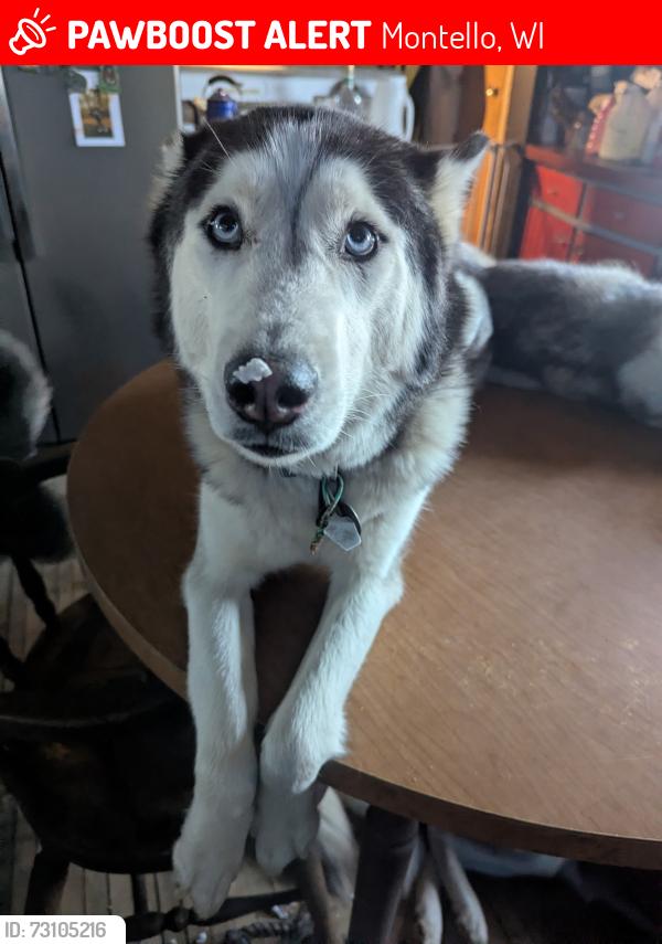 Lost Female Dog last seen The pond on the left side of the road past farm, Montello, WI 53949