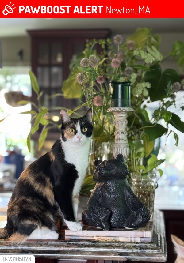 Lost Female Cat last seen Beacon and Chesnut st, Newton, MA 02468