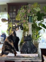 Lost Female Cat last seen Beacon and Chesnut st, Newton, MA 02468