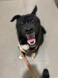 Found/Stray Male Dog last seen Building 1 town triangle crossing, Raleigh, NC 27616