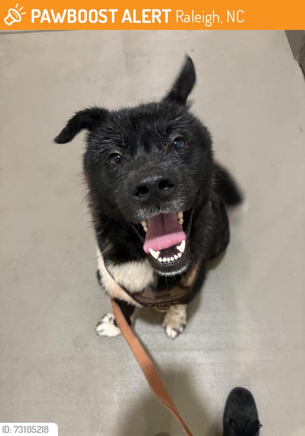 Found/Stray Male Dog last seen Building 1 town triangle crossing, Raleigh, NC 27616