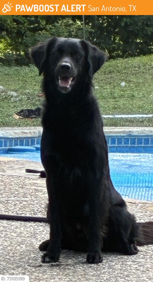 Rehomed Male Dog last seen San Pedro and Ramsey, San Antonio, TX 78216