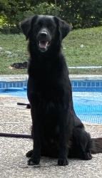 Found/Stray Male Dog last seen San Pedro and Ramsey, San Antonio, TX 78216