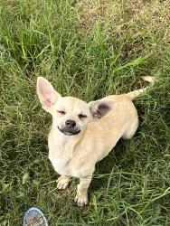 Reunited Male Dog last seen Near Creekside village trailer park on Gilmer Rd, Longview, TX 75604