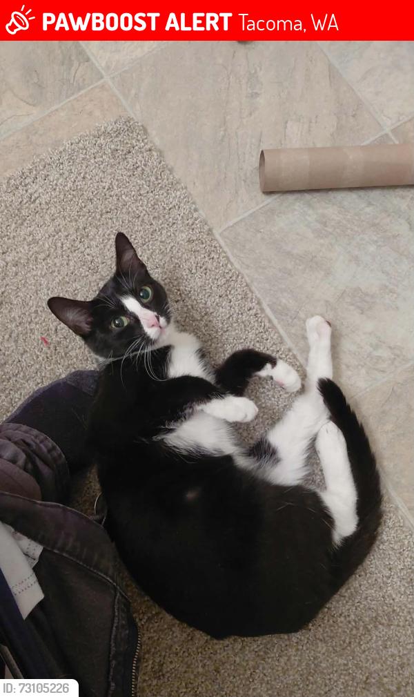 Lost Female Cat last seen 54th and Fife Street, Tacoma, WA 98409