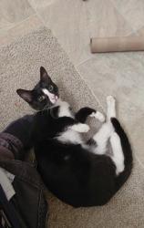 Lost Female Cat last seen 54th and Fife Street, Tacoma, WA 98409