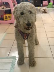Found/Stray Female Dog last seen Carmelita and Slauson, Maywood, CA 90270