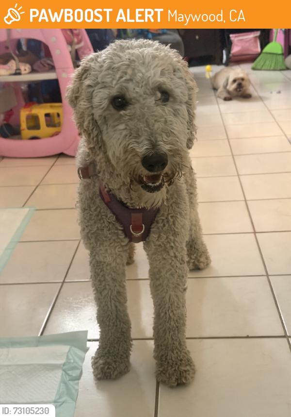 Found/Stray Female Dog last seen Carmelita and Slauson, Maywood, CA 90270