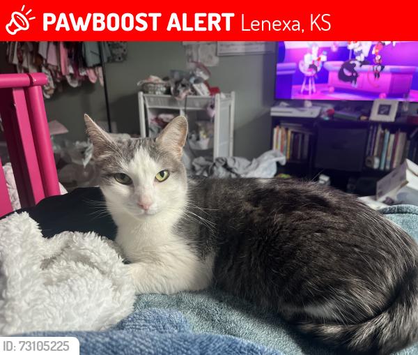 Lost Female Cat last seen Near west 105th st, Lenexa, KS 66215