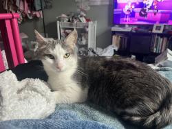 Lost Female Cat last seen Near west 105th st, Lenexa, KS 66215