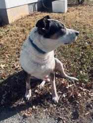 Lost Male Dog last seen Deep grass lane, Greenwood DE, Deep Grass Ln, DE 19960