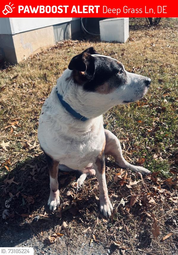 Lost Male Dog last seen Deep grass lane, Greenwood DE, Deep Grass Ln, DE 19960