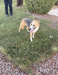 Reunited Female Dog last seen Near Crown Valley Ln, North Las Vegas, NV 89032, USA, North Las Vegas, NV 89032