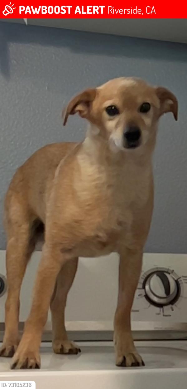 Lost Male Dog last seen Jones, Riverside, CA 92505