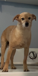 Lost Male Dog last seen Jones, Riverside, CA 92505