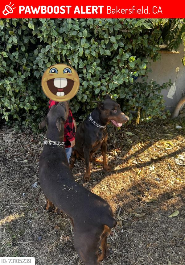 Lost Unknown Dog last seen Crab Apple Court near White Ln, Bakersfield, CA 93311