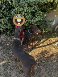 Lost Unknown Dog last seen Crab Apple Court near White Ln, Bakersfield, CA 93311