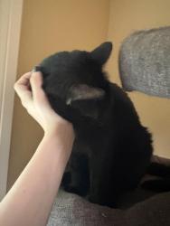Reunited Male Cat last seen jenks middle school, Tulsa, OK 74137