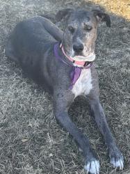 Lost Female Dog last seen Pendale and North Loop, El Paso, TX 79907