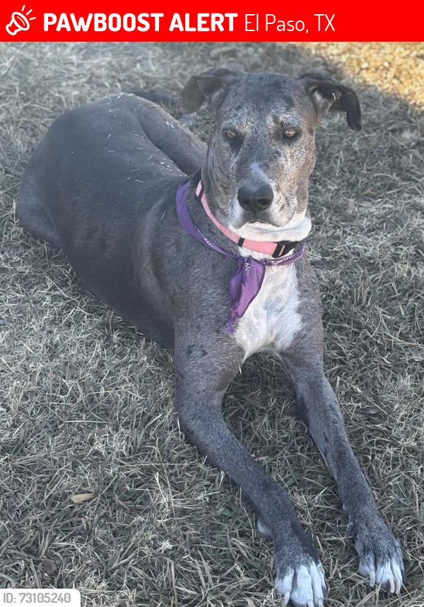 Lost Female Dog last seen Pendale and North Loop, El Paso, TX 79907