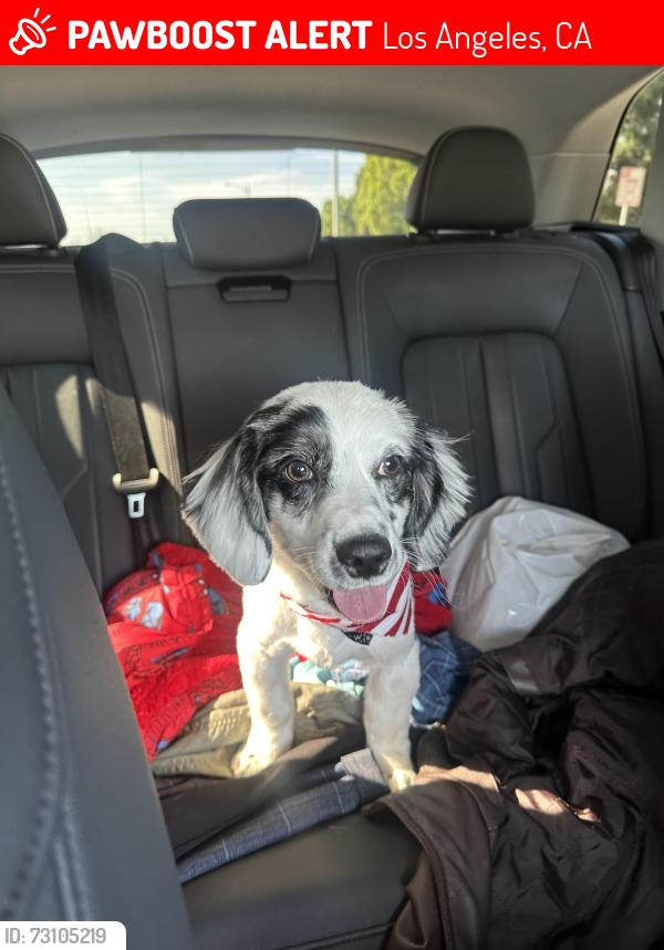 Lost Male Dog last seen e 6th street and Grande Vista, Los Angeles, CA 90023