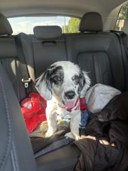 Lost Male Dog last seen e 6th street and Grande Vista, Los Angeles, CA 90023