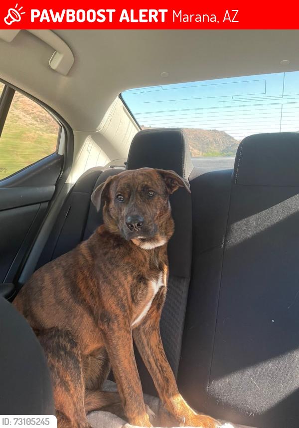 Lost Male Dog last seen Sonoma way and cortaro, Marana, AZ 85743