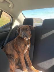 Lost Male Dog last seen Sonoma way and cortaro, Marana, AZ 85743