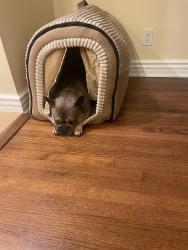 Reunited Male Dog last seen PV Dr S and Conqueror Dr, Rancho Palos Verdes, CA 90275