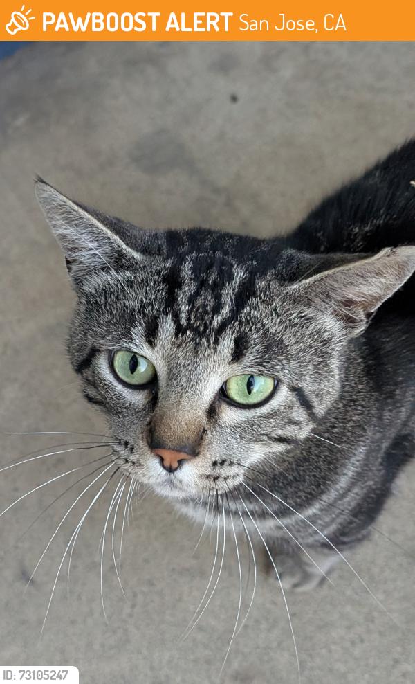 Found/Stray Male Cat last seen Leigh Avenue and Kingman Avenue, San Jose, CA, San Jose, CA 95128