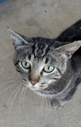 Found/Stray Male Cat last seen Leigh Avenue and Kingman Avenue, San Jose, CA, San Jose, CA 95128