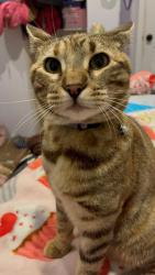 Reunited Female Cat last seen CSU East Bay, Hayward, CA 94542