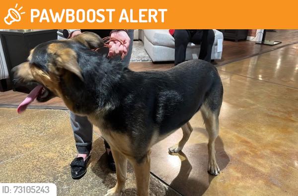 Found/Stray Male Dog last seen American furniture warehouse parking lot on North Chestnut I think I'm having chicken seizure salad, Colorado Springs, CO 80907