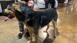 Found/Stray Male Dog last seen American furniture warehouse parking lot on North Chestnut I think I'm having chicken seizure salad, Colorado Springs, CO 80907