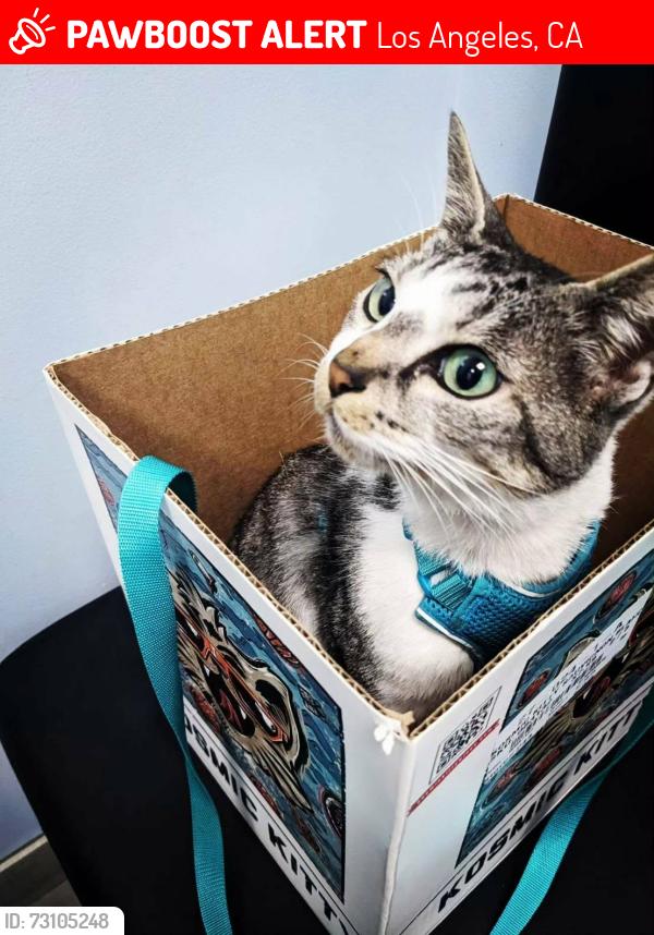 Lost Female Cat last seen In the Terminal4 in LAX, Los Angeles, CA 90045
