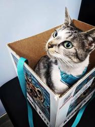 Lost Female Cat last seen In the Terminal4 in LAX, Los Angeles, CA 90045