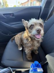 Found/Stray Female Dog last seen J Street Mini Park, San Diego, CA 92102