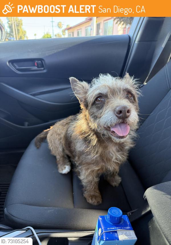 Found/Stray Female Dog last seen J Street Mini Park, San Diego, CA 92102