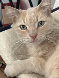 Lost Male Cat last seen Pheasant lane, Anaheim, CA 92806
