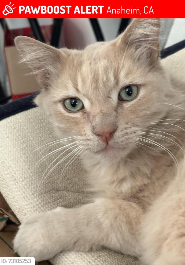 Lost Male Cat last seen Pheasant lane, Anaheim, CA 92806
