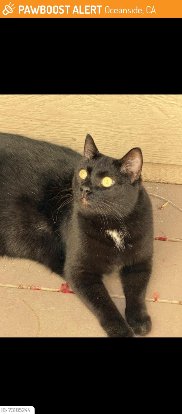 Found/Stray Female Cat last seen Cannon, Oceanside, CA 92056