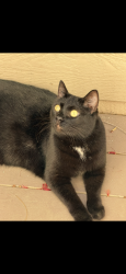 Found/Stray Female Cat last seen Cannon, Oceanside, CA 92056