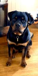 Reunited Male Dog last seen Arcade St, Saint Paul, MN 55106