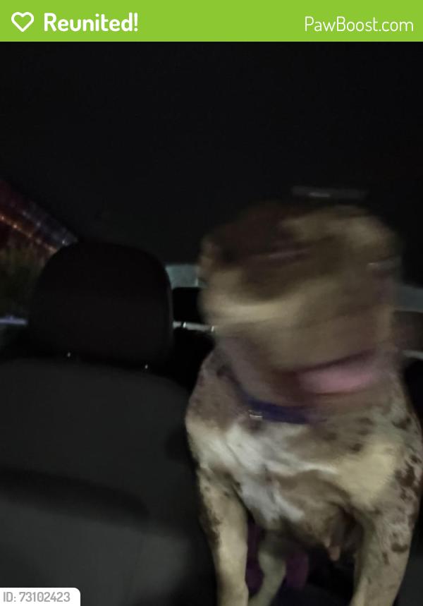 Reunited Female Dog last seen north euclid ave, Sarasota, FL 34234